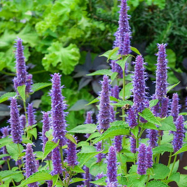 1000 Purple Lavender Hyssop Agastache Seeds Fragrant – The
