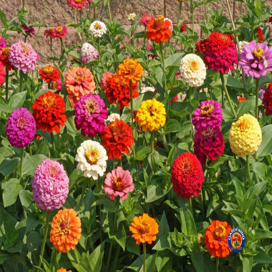 200 Zinnia Pumila Mix Flower Seeds Zinnia Elegans – The Gardening World