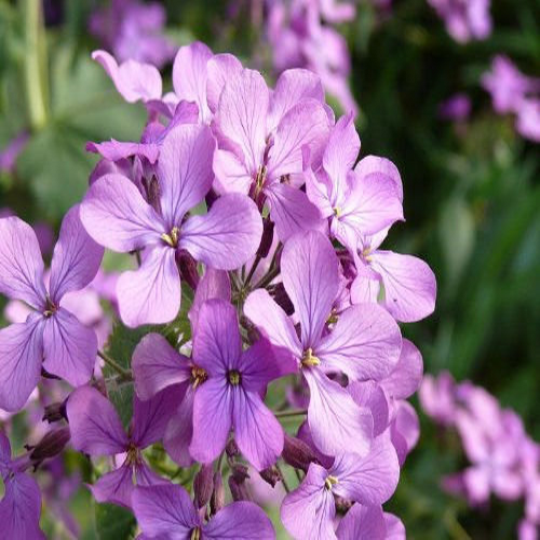 1oz Evening Scented Stock Matthiola Longipetala Bicornis Seeds ( 35,00 ...