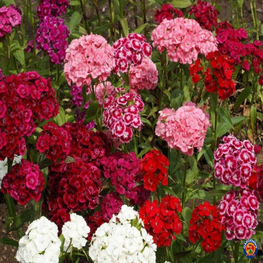 1000 Sweet William Pinks Seeds Dianthus Flower Mix – The Gardening World