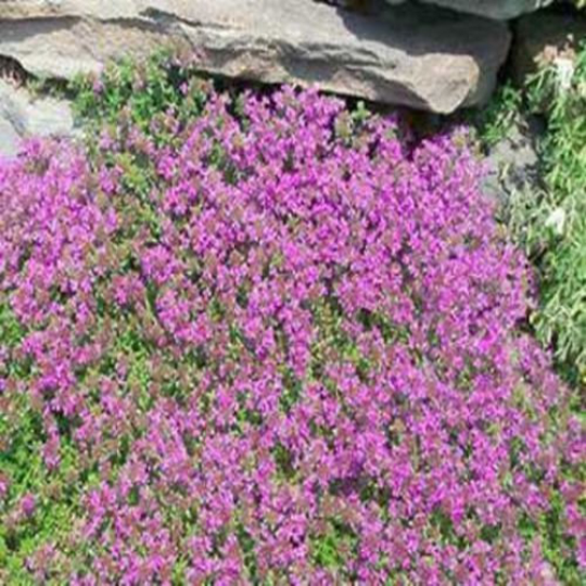 1000 Creeping Thyme Seeds Thymus Serpyllum Ground Cover The Gardening World 4803