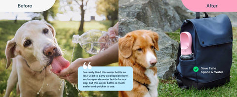 dogs drinking water from standard bottle vs from portable dog water bottle