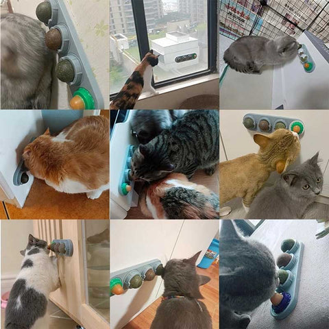 collage of cats licking on catnip balls on a wall