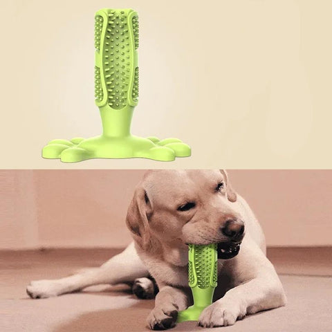 labrador chewing on toothbrush chew toy