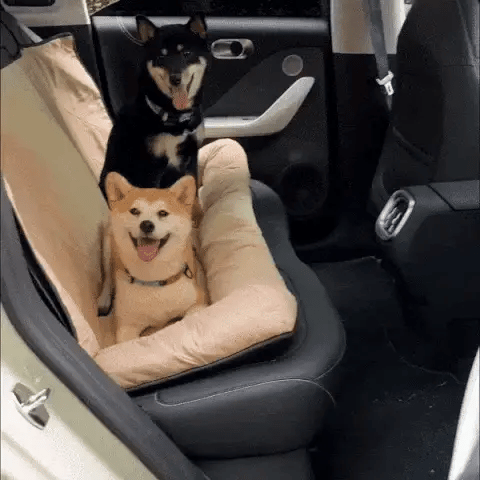 two dogs laying on large dog car seat