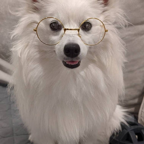 white dog with sunglasses