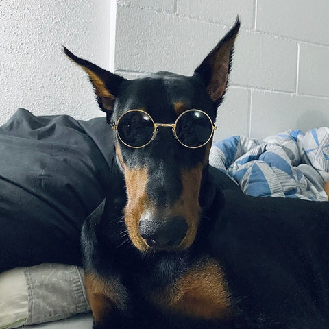 dobberman wearing dog sunglasses