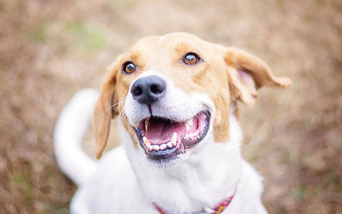 dog teeth oral hygiene 