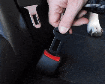 clipping a dog onto a dog safety seat belt
