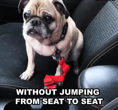 pug inside car with seat belt for dogs
