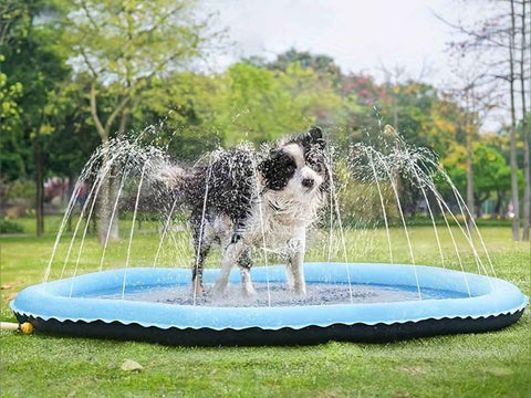 border collie playing in a doggie splash pad outside