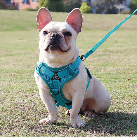 french bulldog with blue harness and leash set