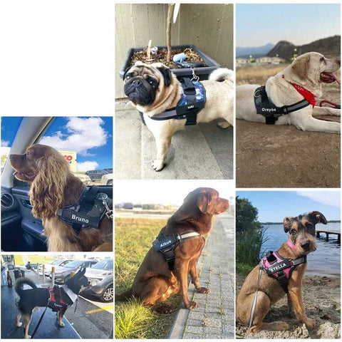 collage of different dogs wearing custom harness