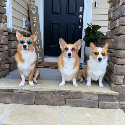 Three corgis wearing sunglasses for dogs