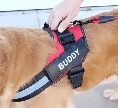 customized dog harness on a labrador