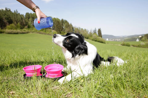 border collie drinking from travel bowl set in nature
