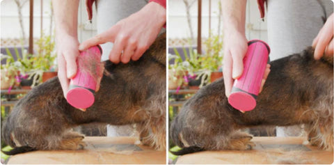 using dog comb on shedding dog