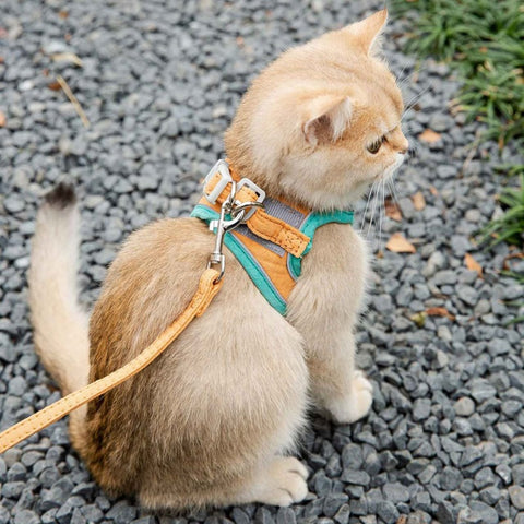 kitten harness with leash