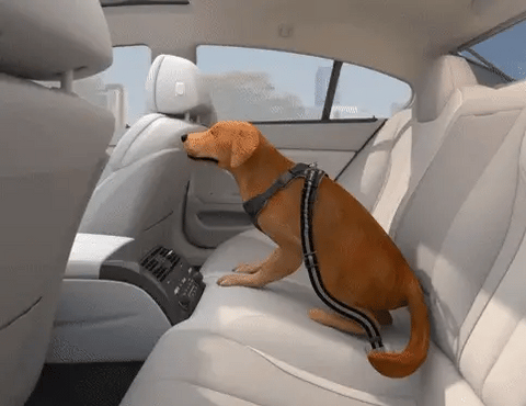 dog safety seat belt animation clip
