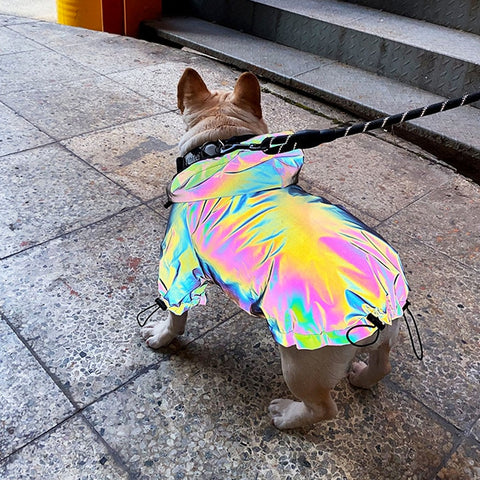 french bulldog wearing iridescent dog jacket