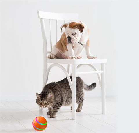 dog and cat playing with remote controlled self rolling ball toy