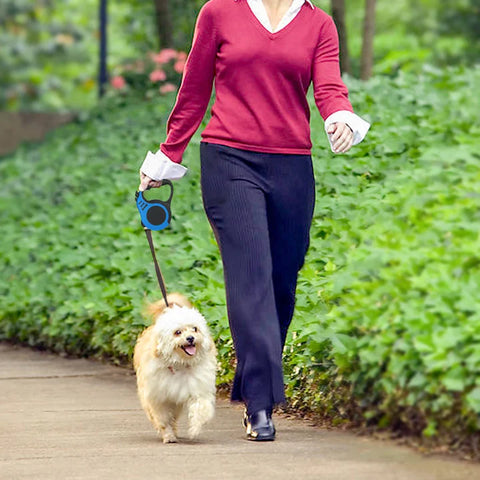 dog walking outside with retractable leash