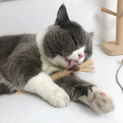 cat licking on silvervine chew stick