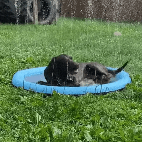 black dog in the garden inside a dog splash pad