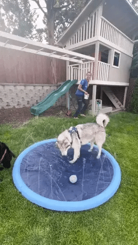husky playing outside in doggie splash pad