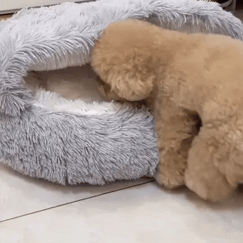 two small dogs inside a cat cave bed