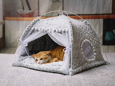 ginger house cat inside an indoor cat tent