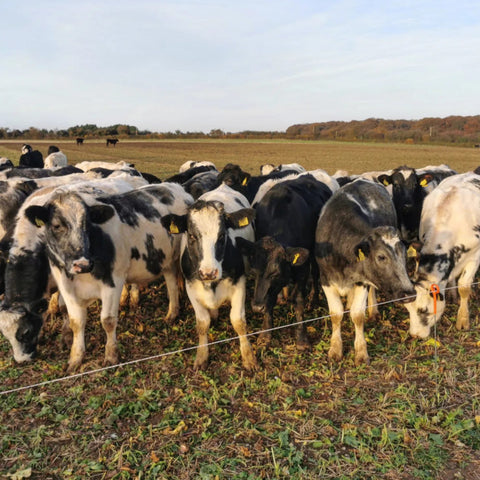 Dairy cows standing in a field