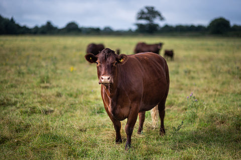 Hereford cow standing in a field