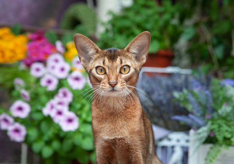 Abyssinian Cat looking at the camera in a colorful garden of purple, orange and pink flowers.