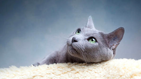 hypoallergenic russian blue cat