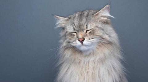 hypoallergenic siberian cat