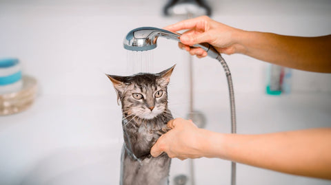 cat getting wet in a bath