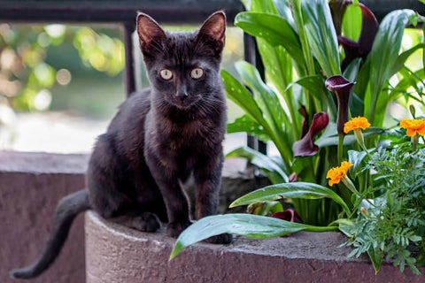 Bombay Cat in a flower pot