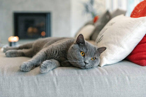 Grey British Shorthaired cat laying on a couch resting it's head on a white pillow