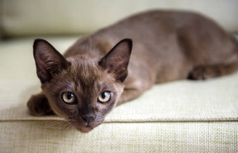 Burmese Cat laying on a light beige linen couch