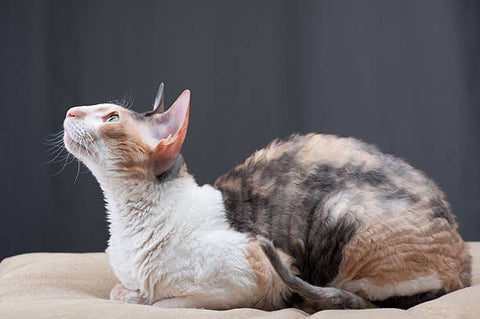 Cornish Rex Cat laying down and looking upward in a profile view