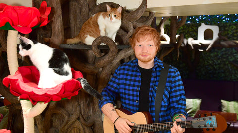Ed Sheeran Holding a guitar and posing next to his cat Dorito