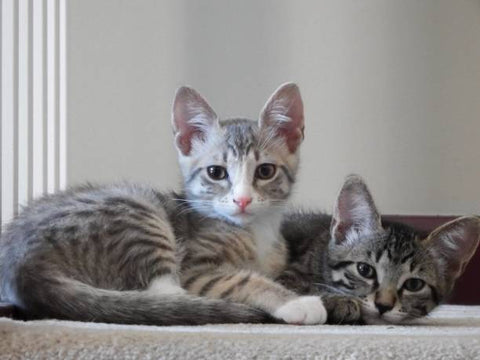 Two cute Egyptian Mau Kittens stopping playing and looking at the camera