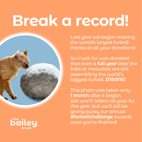 A cat sitting next to a gigantic furball from the bailey brush furball challenge