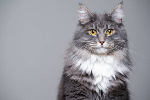 Big furry Maine Coon Cat with long pointed ears