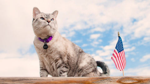 nala cat richest cat in the world standing on a table with a blue sky background a small american flag next to it