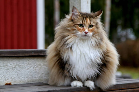 Big beautiful norwegian forest cat sitting on a front stop with lots and lots of fur