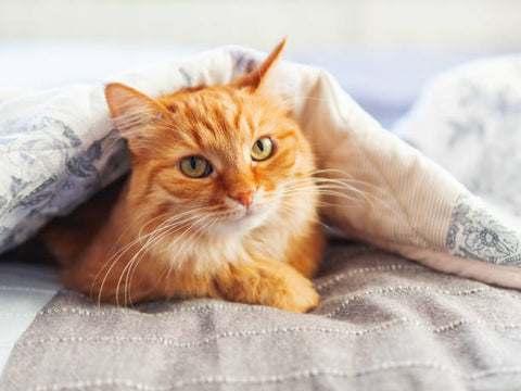 Cute bright orange tabby cat