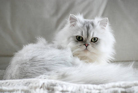 White Persian Kitten laying on a soft white rug