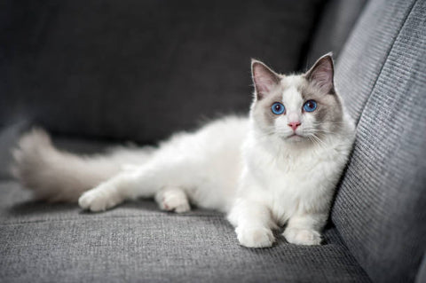 A pretty white and grey faces ragdoll cat laying on a light grey sofa